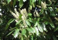 Prunus laurocerasus (Babérmeggy)