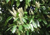  - Kattinson a nagyobb méretért