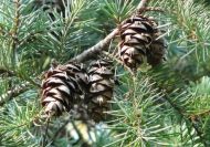 Pseudotsuga menziesii (Amerikai duglászfenyő, Oregoni duglászfenyő, Közönséges duglászfenyő)