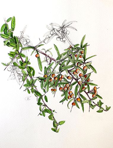 Pyracantha angustifolia
