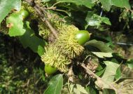 Quercus cerris (Csertölgy)