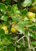  - Kattinson a nagyobb méretért