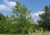 Betula nigra (Amerikai fekete nyír)