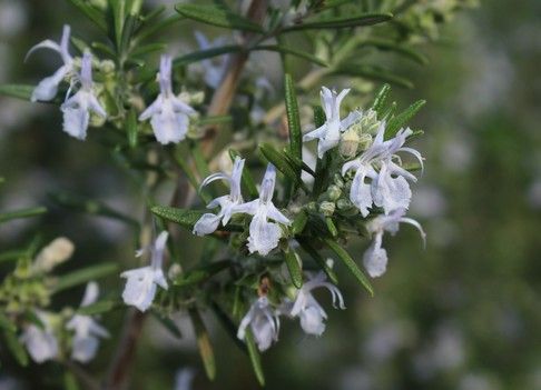 Rosmarinus officinalis (Rozmaring)
