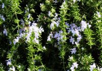  - Kattinson a nagyobb méretért