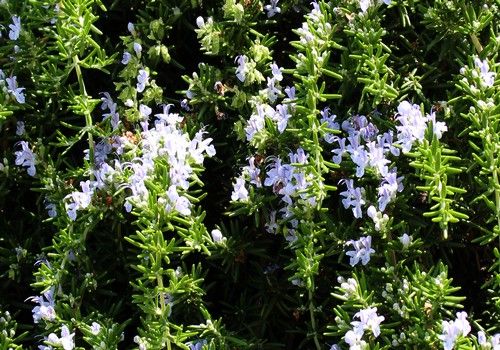 Rosmarinus officinalis 'Prostratus' (Csüngő rozmaring)