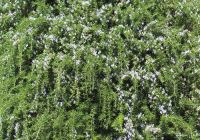  - Kattinson a nagyobb méretért