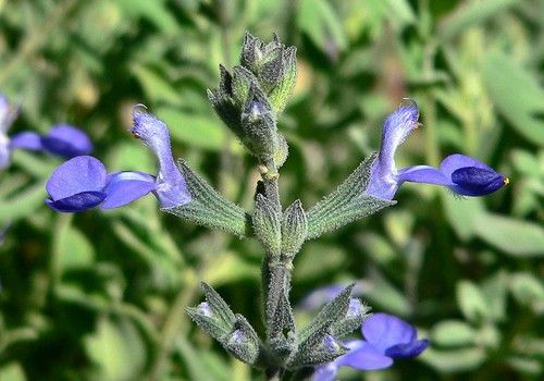 Salvia chamaedryoides 'Argentea' 