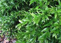  - Kattinson a nagyobb méretért