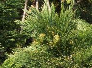 Sequoiadendron giganteum (Hegyi mamutfenyő)