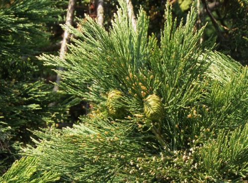 Sequoiadendron giganteum (Hegyi mamutfenyő)