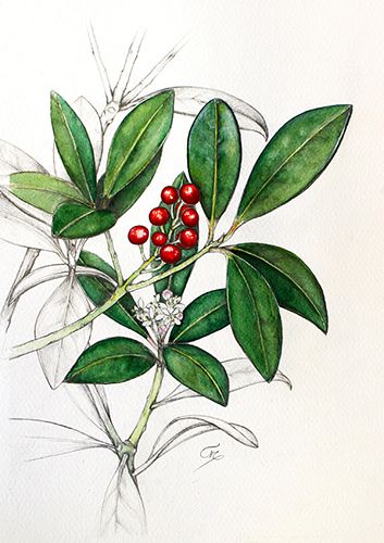 Skimmia japonica