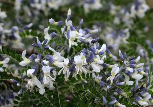 Sophora davidii 