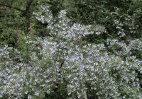  - Kattinson a nagyobb méretért