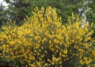 Spartium junceum (Jeneszter)