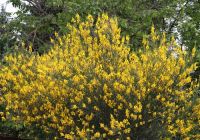  - Kattinson a nagyobb méretért