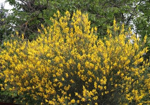 Spartium junceum (Jeneszter)