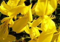  - Kattinson a nagyobb méretért