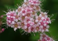 Spiraea japonica ‘Little Princess’ (Japán gyöngyvessző)