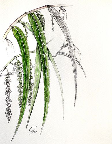 Stachyurus salicifolius