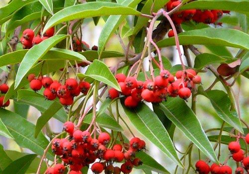 Stranvaesia davidiana var. undulata