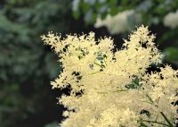 Syringa pekinensis (Pekingi orgona)