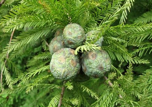 Taxodium distichum (Mocsári ciprus) - nagy