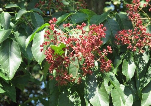 Tetradium daniellii (Kínai mézesfa)