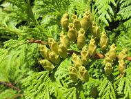 Thuja plicata 'Aurescens'