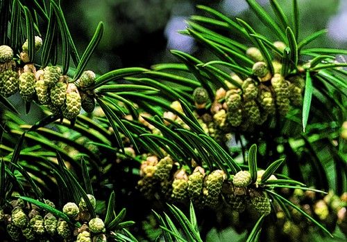 Torreya nucifera (Japán nagymagvú tiszafa) 20-30 cm
