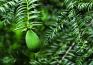 Torreya nucifera (Japán nagymagvú tiszafa) 40-60 cm