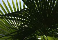  - Kattinson a nagyobb méretért