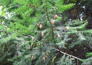 Tsuga canadensis (Kanadai hemlokfenyő)