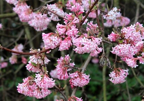 Viburnum bodnantense (Kikeleti bangita)