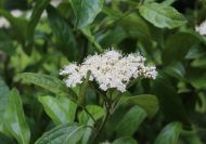 Viburnum nudum ‘Pink Beauty’ (Floridai bangita)