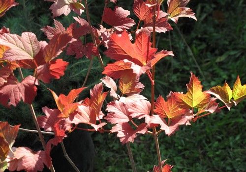 Viburnum opulus (Kányabangita)