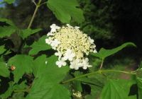  - Kattinson a nagyobb méretért