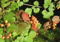  - Kattinson a nagyobb méretért