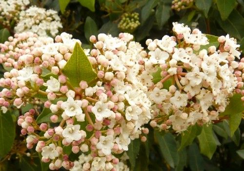 Viburnum tinus 'Eve Price'