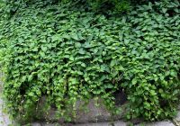  - Kattinson a nagyobb méretért