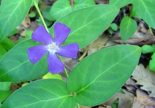Vinca major (Nagy meténg)