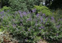  - Kattinson a nagyobb méretért