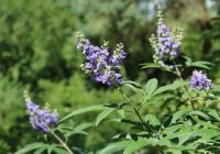  - Kattinson a nagyobb méretért