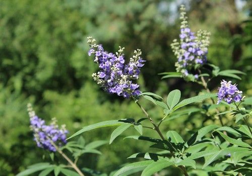 Vitex agnus-castus (Illatos barátcserje)