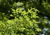  - Kattinson a nagyobb méretért