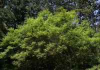  - Kattinson a nagyobb méretért