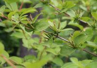  - Kattinson a nagyobb méretért