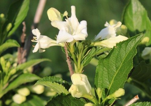 Weigela florida (Rózsalonc)