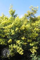  - Kattinson a nagyobb méretért