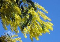  - Kattinson a nagyobb méretért